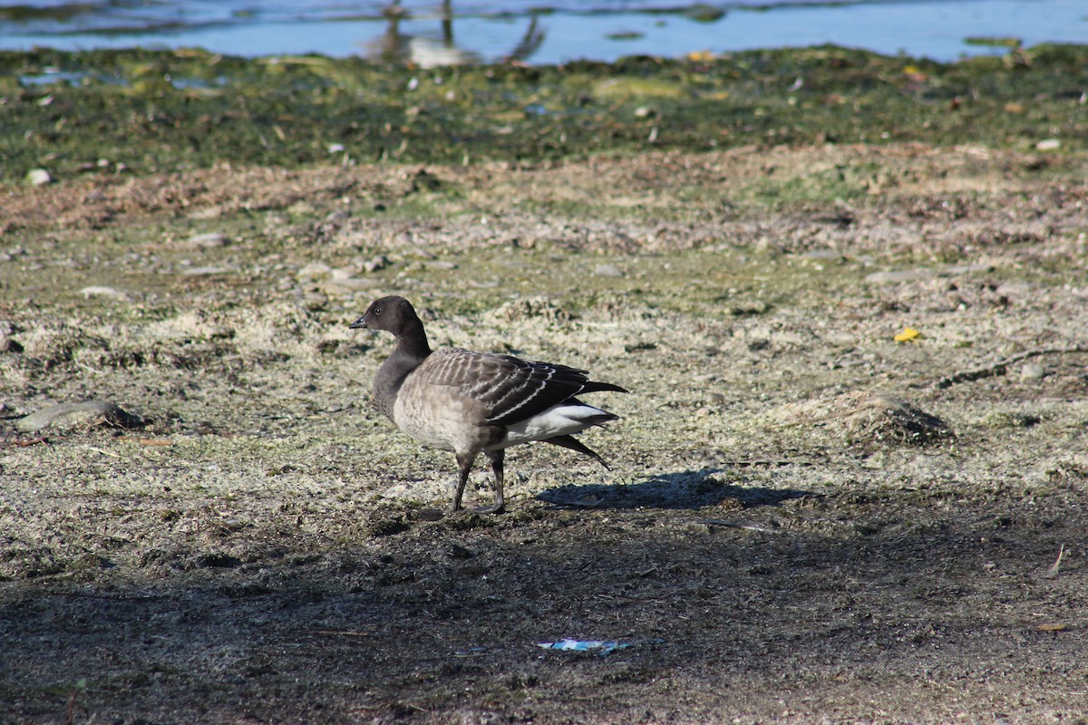 Brant - ML37685521