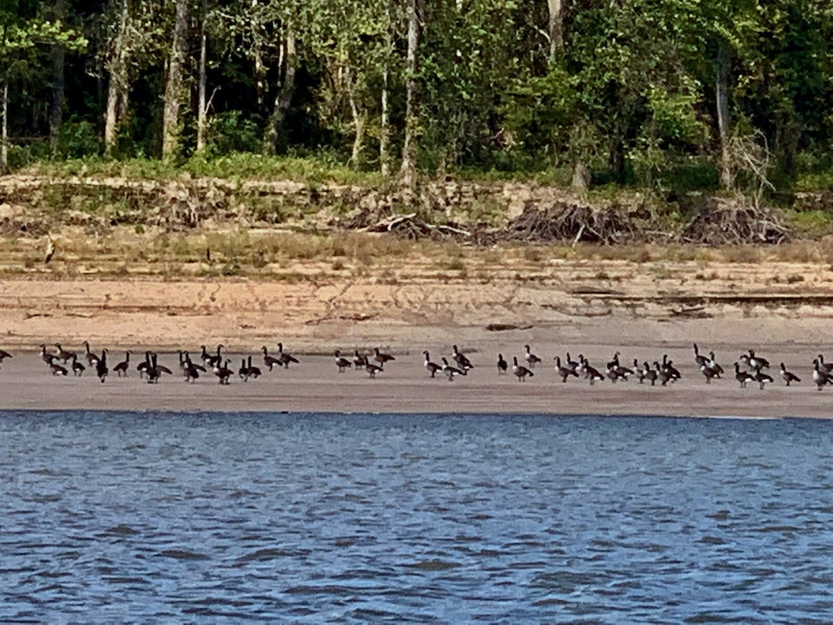 Canada Goose - Mighty Quapaw Birding Team