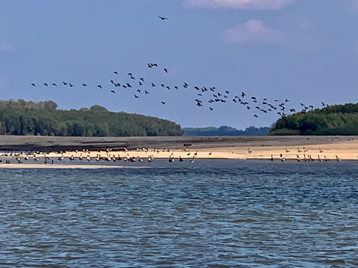 Canada Goose - Mighty Quapaw Birding Team