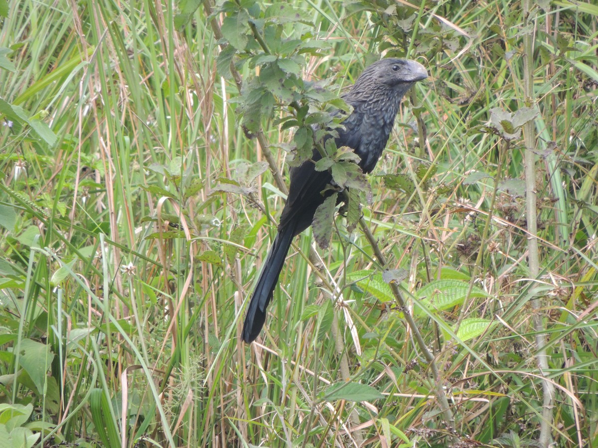 Smooth-billed Ani - ML376855651