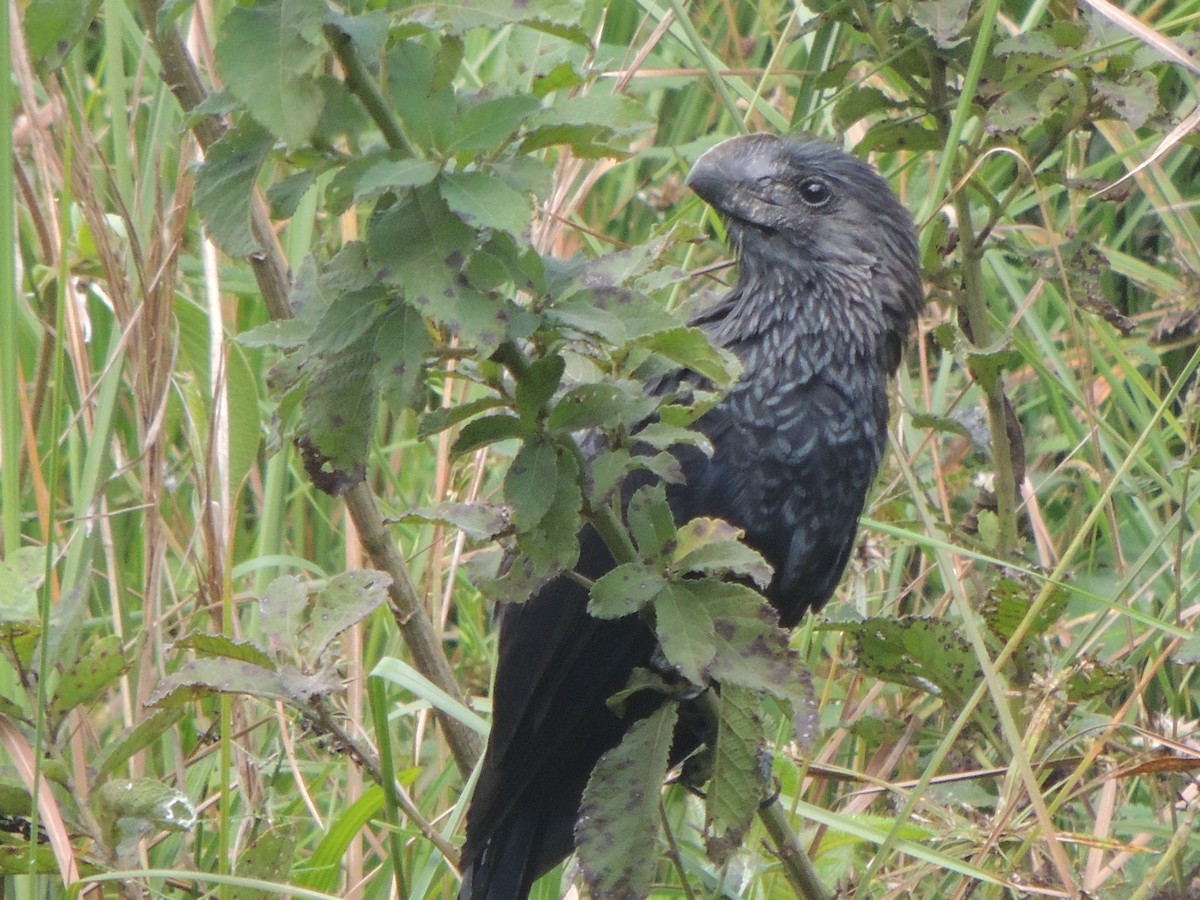 Smooth-billed Ani - ML376855711