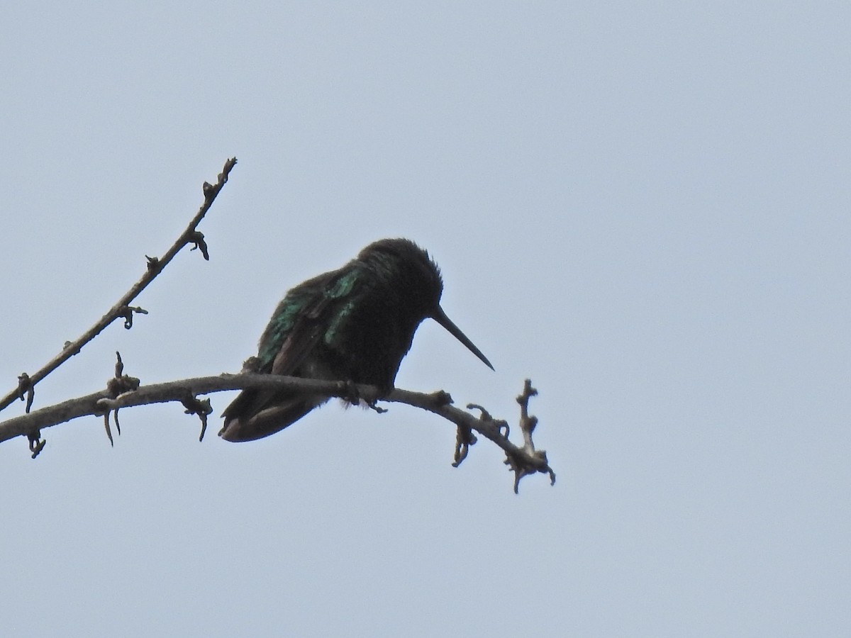 Short-tailed Emerald - MYRIAM  GUERRERO REINA