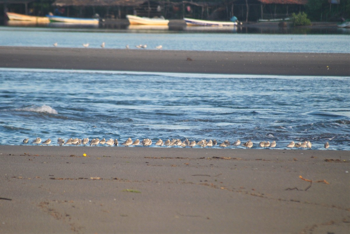 Bécasseau sanderling - ML376855921