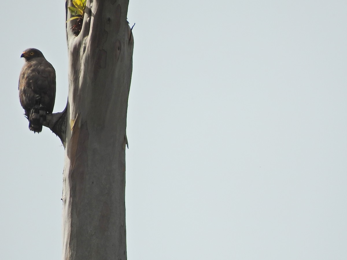 Roadside Hawk - ML376856611