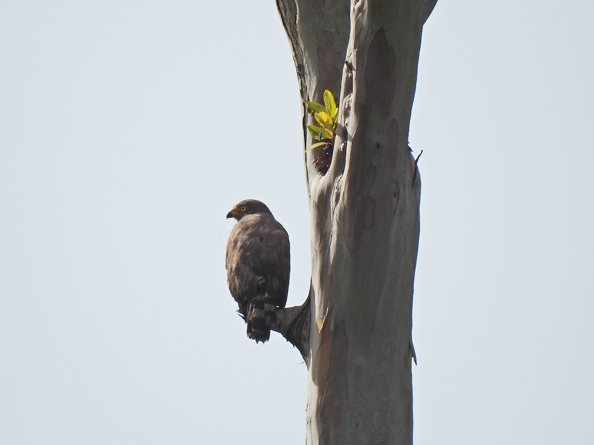 Roadside Hawk - ML376856681