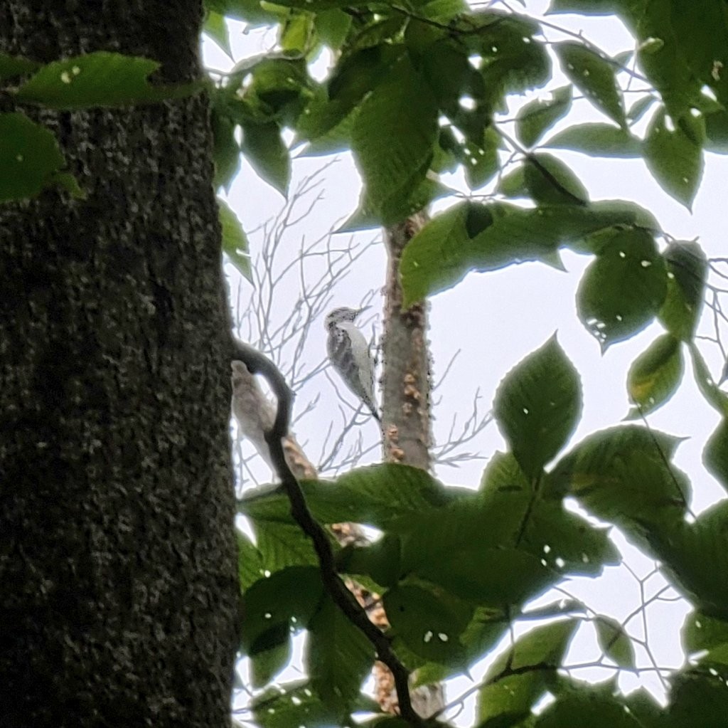 Hairy Woodpecker - ML376856871