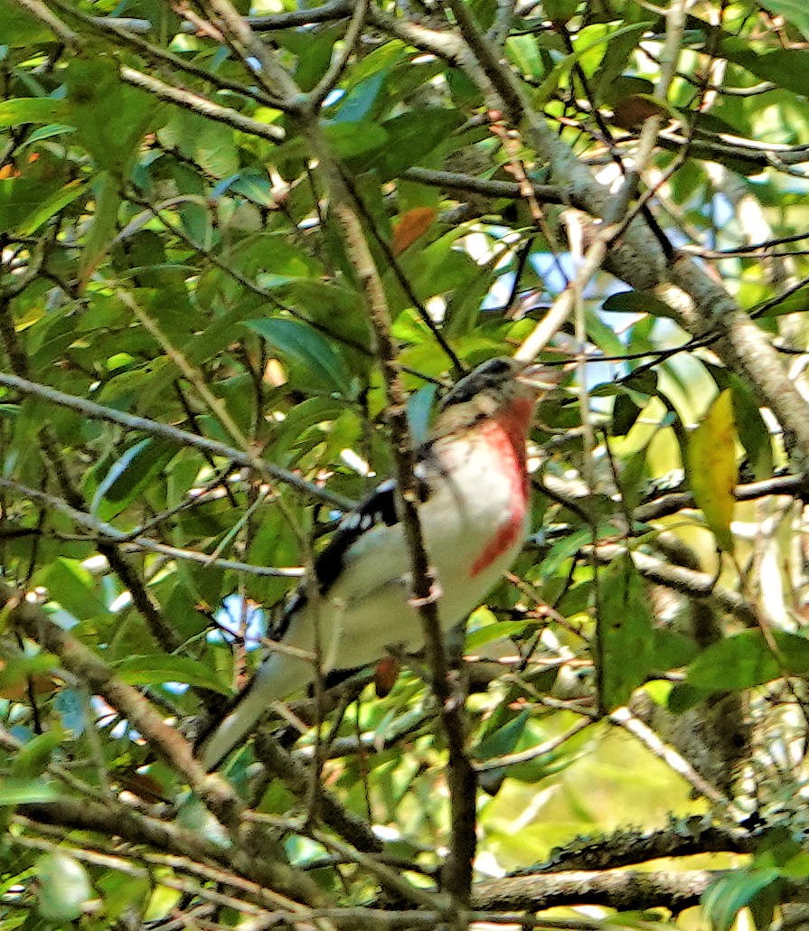 Rose-breasted Grosbeak - Doug Wassmer