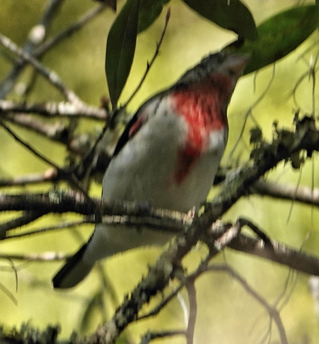 Rose-breasted Grosbeak - Doug Wassmer