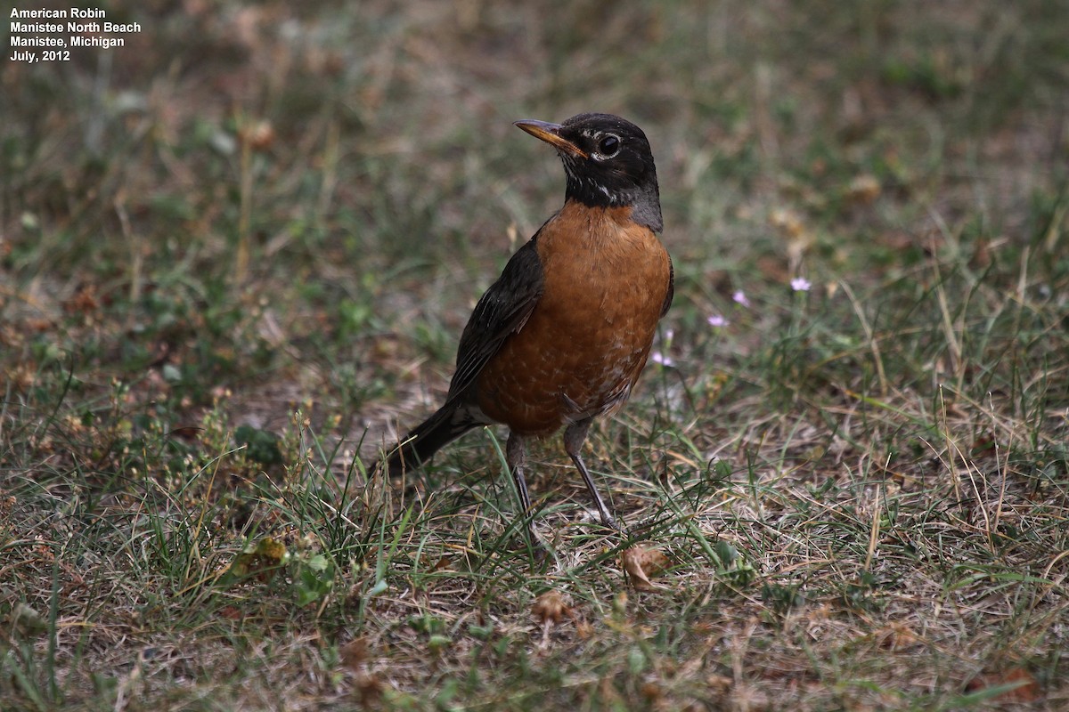 American Robin - ML37685891