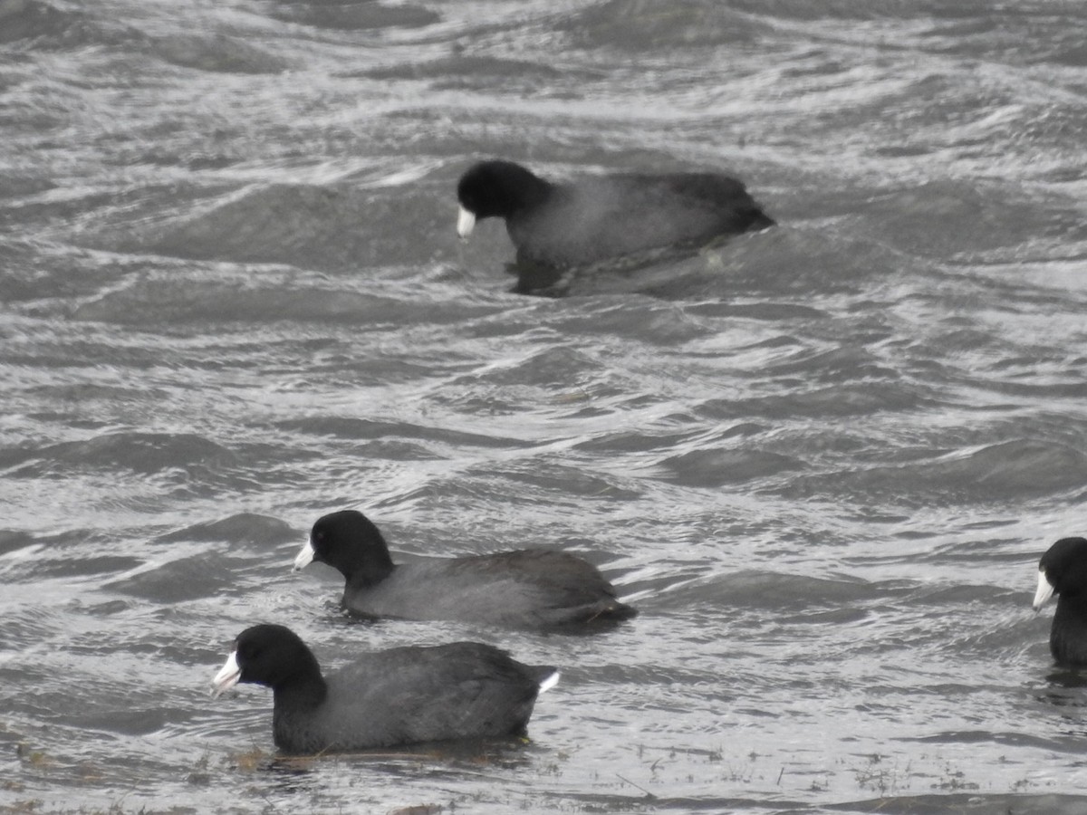 American Coot (Red-shielded) - ML376860041