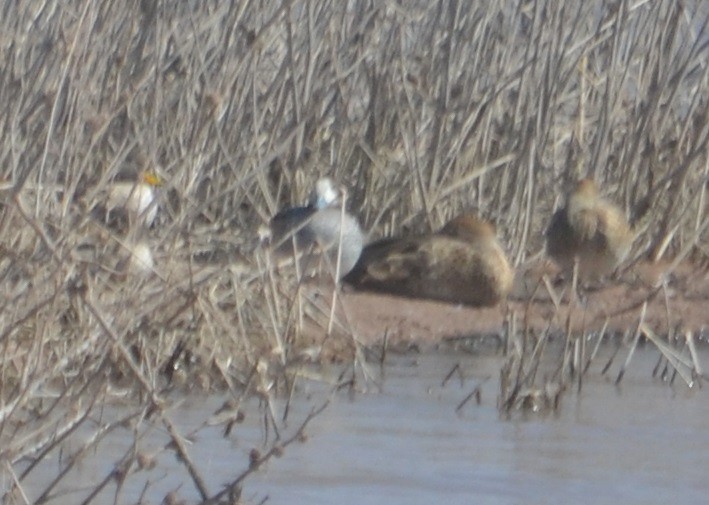 Chiloe Wigeon - ML376862071