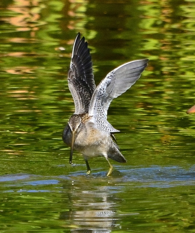 Long-billed Dowitcher - ML376862391