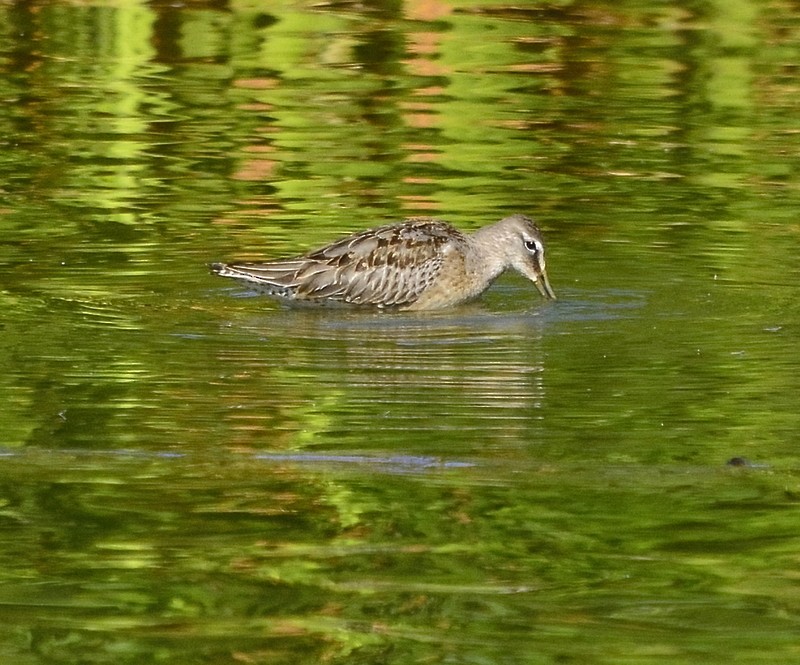 Long-billed Dowitcher - ML376862401