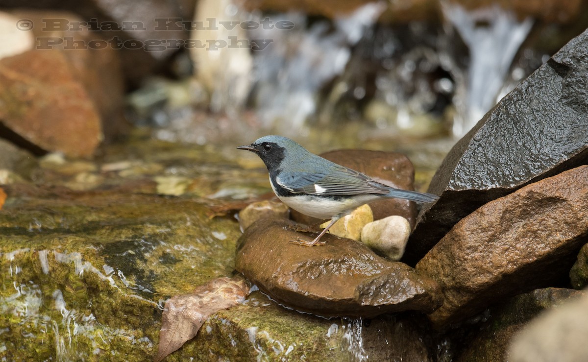 Black-throated Blue Warbler - Brian Kulvete