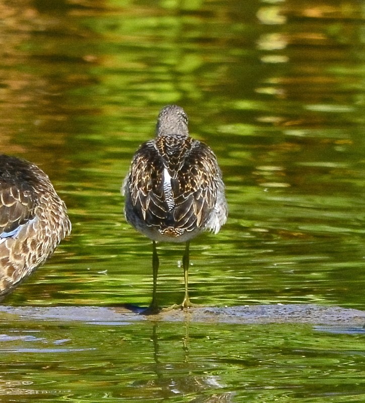 Long-billed Dowitcher - ML376862411