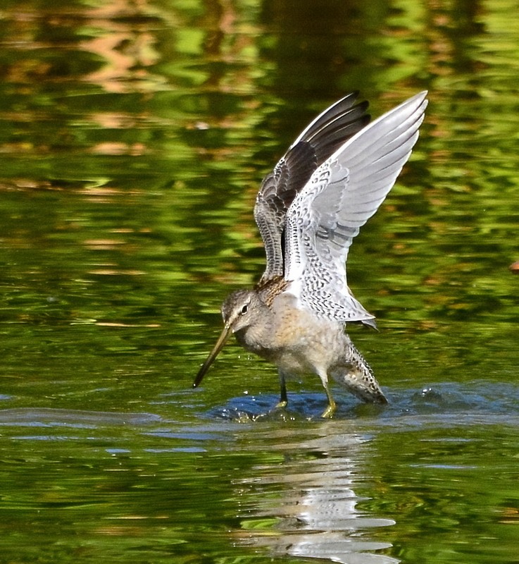 Long-billed Dowitcher - ML376862421