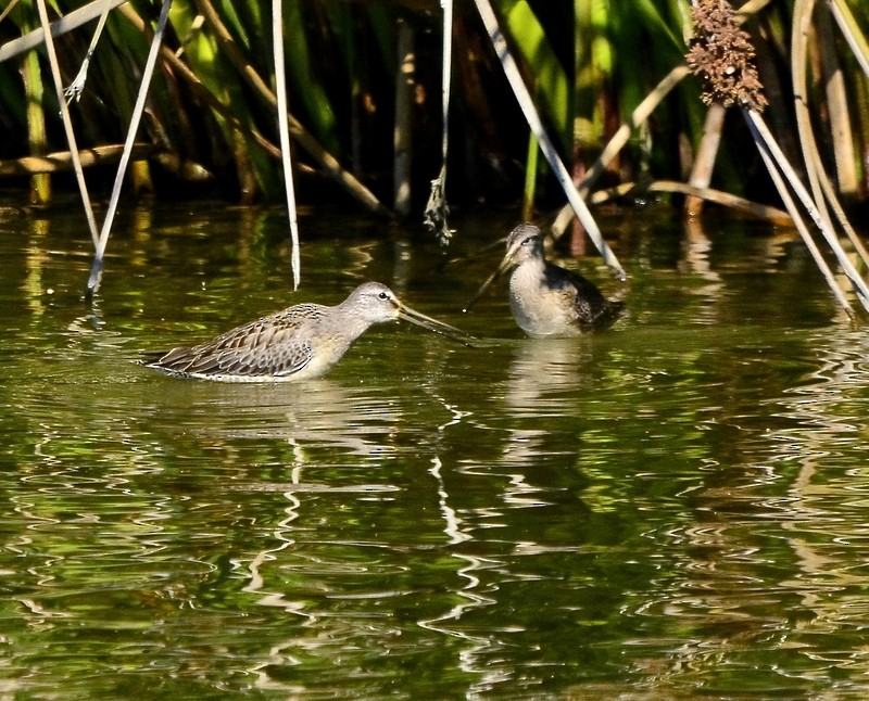 Long-billed Dowitcher - ML376862431