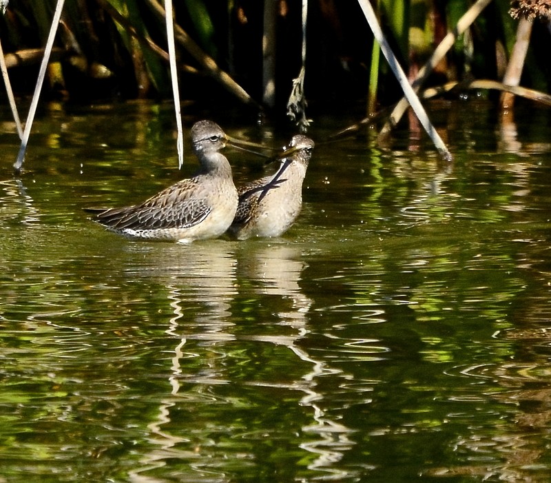 Long-billed Dowitcher - ML376862441