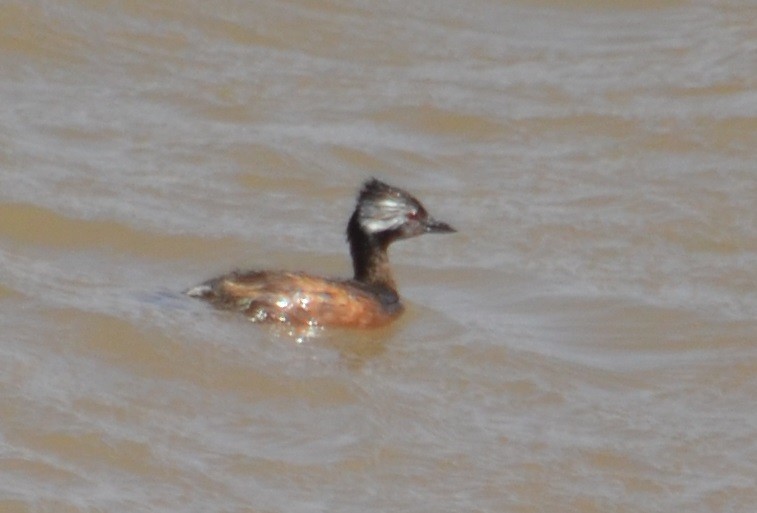 White-tufted Grebe - ML376862481