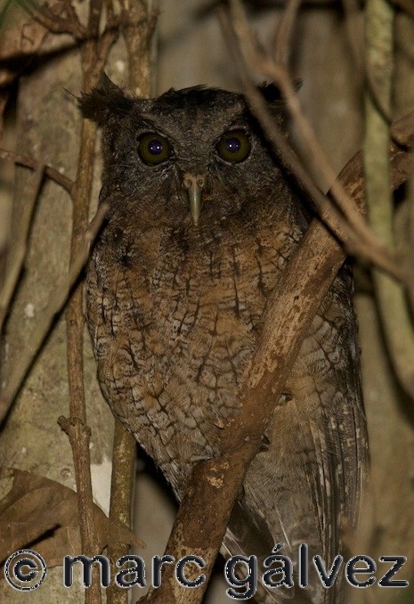 Tawny-bellied Screech-Owl - ML37686341