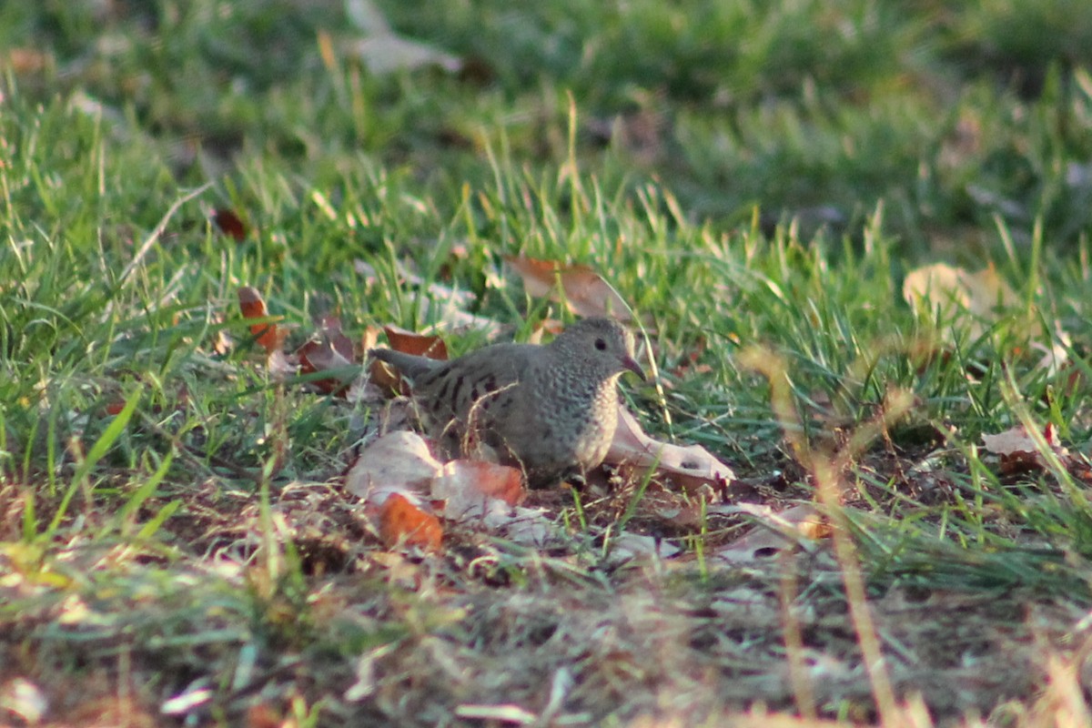 Common Ground Dove - ML37686371