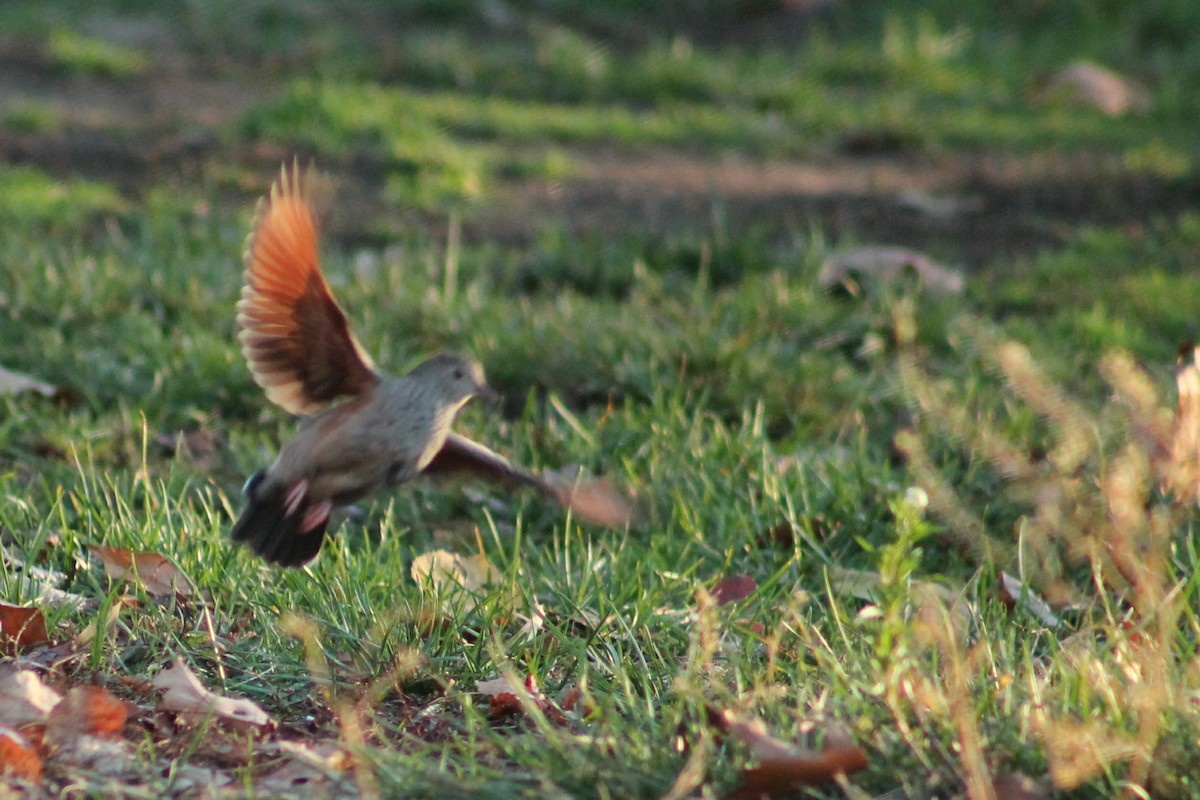 Common Ground Dove - ML37686421