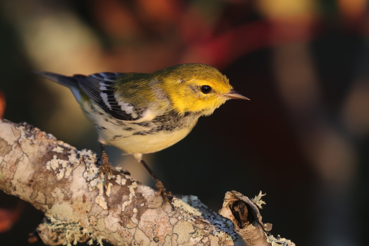 Black-throated Green Warbler - ML376865241