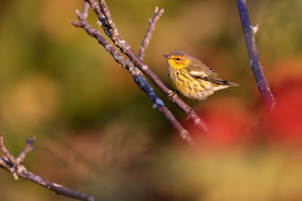 Cape May Warbler - ML376865341