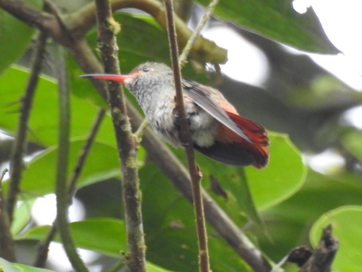 Amazilia Hummingbird - ML376866801