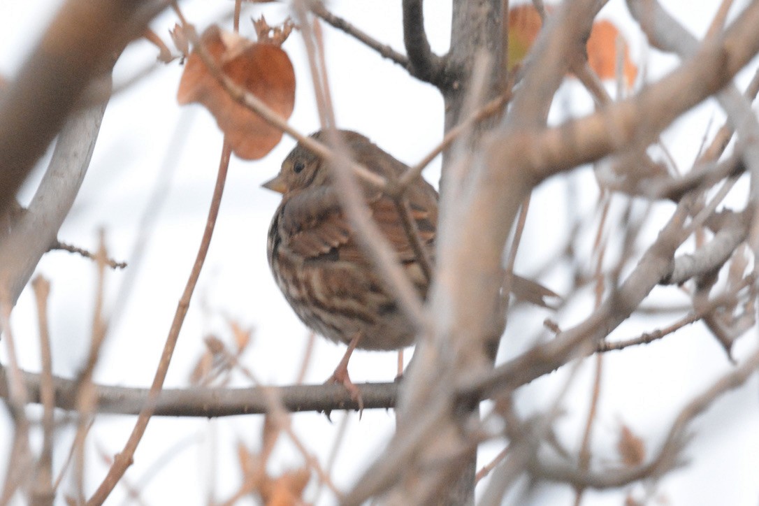 Fox Sparrow - Colleen Raymond