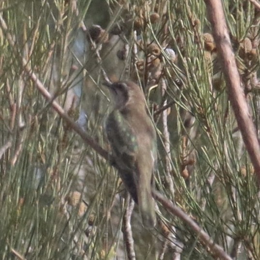 Horsfield's Bronze-Cuckoo - ML376867671