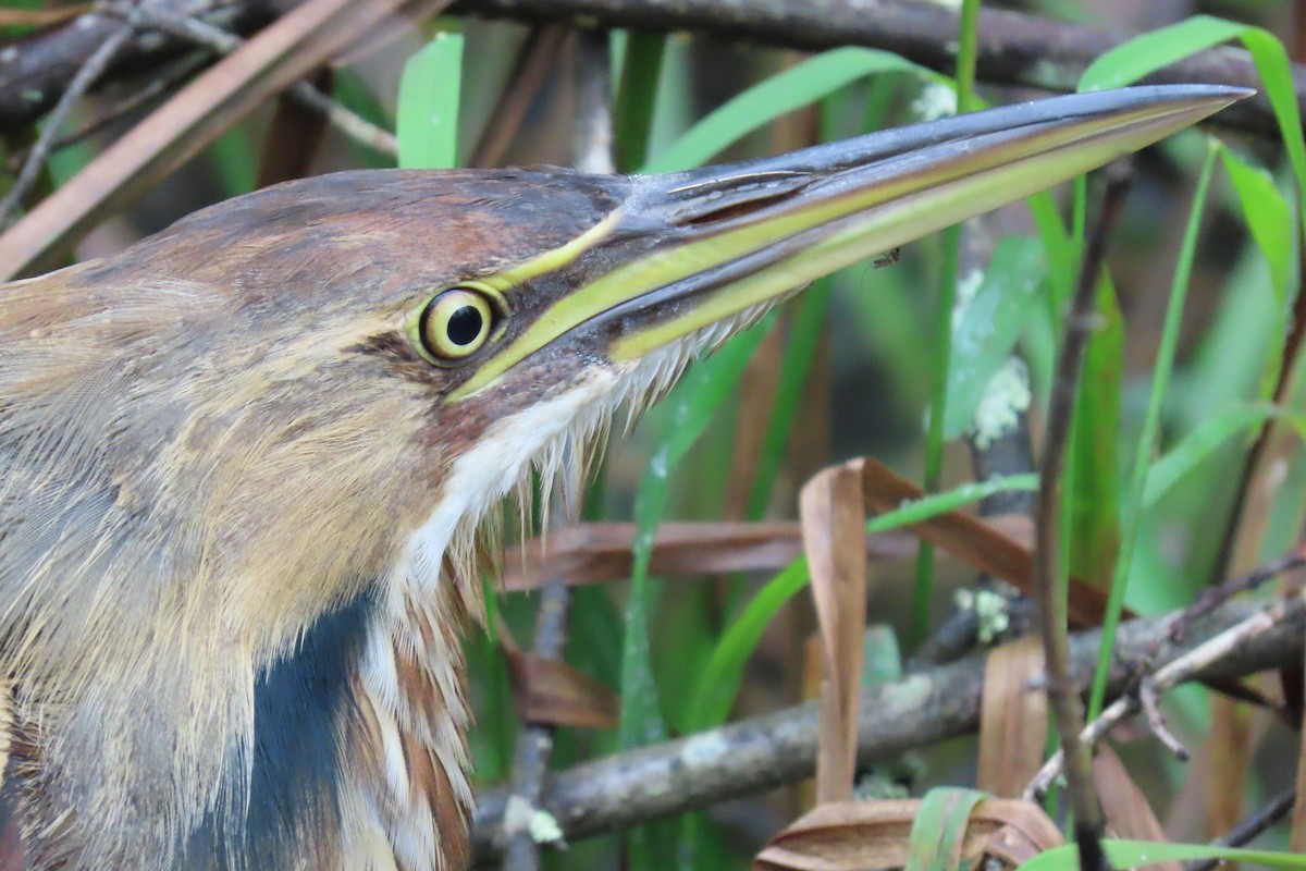 American Bittern - Mary Krupa