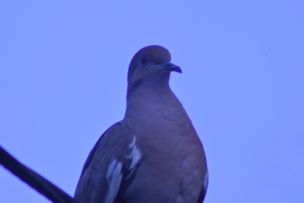 White-winged Dove - ML376868781