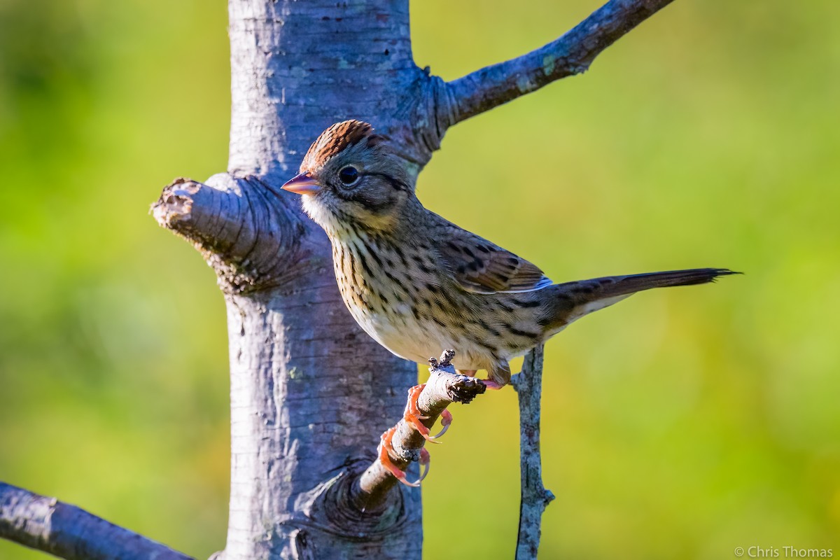 Lincoln's Sparrow - ML376869671