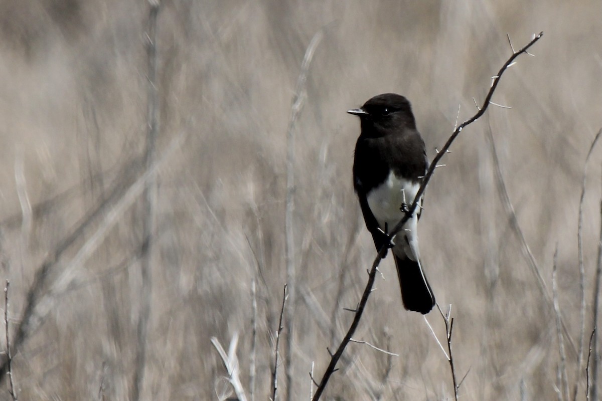 Black Phoebe - Michael Hedstrom