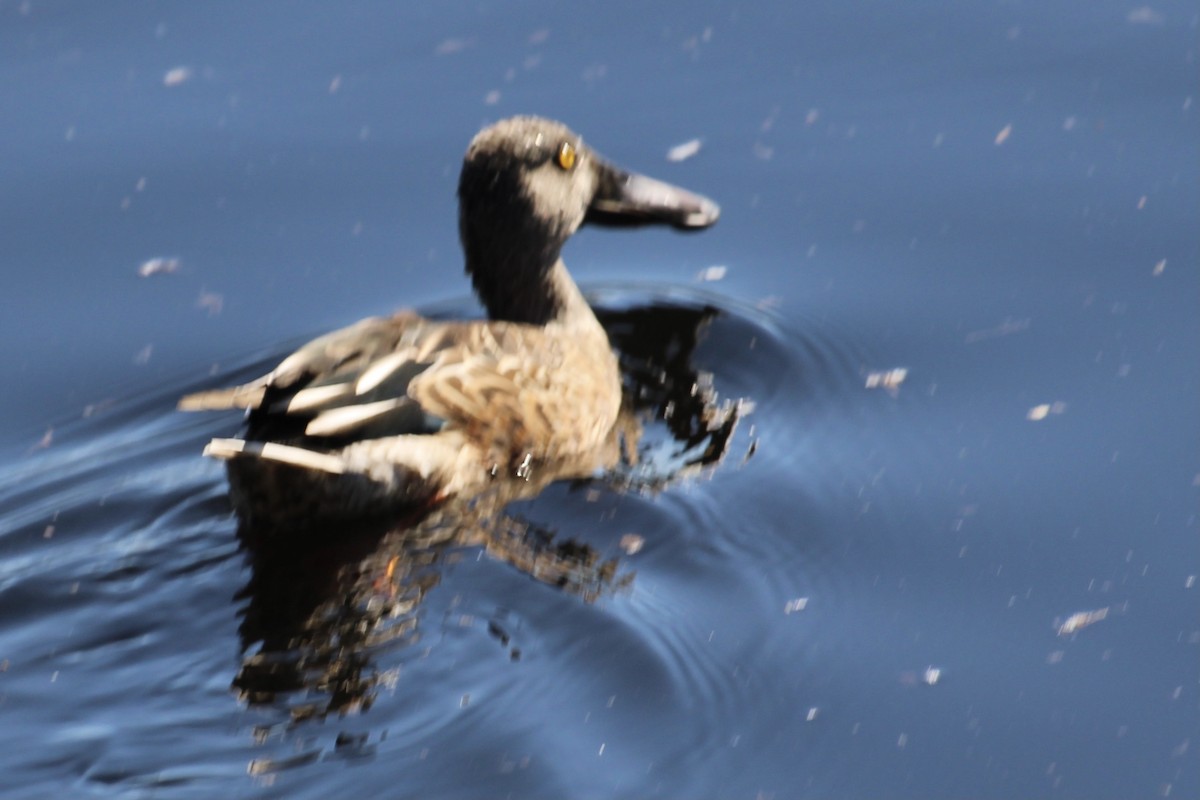 Northern Shoveler - ML376870581