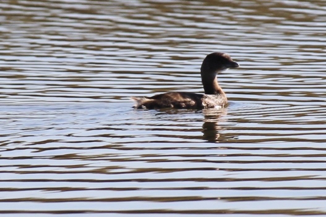 Pied-billed Grebe - ML376871011