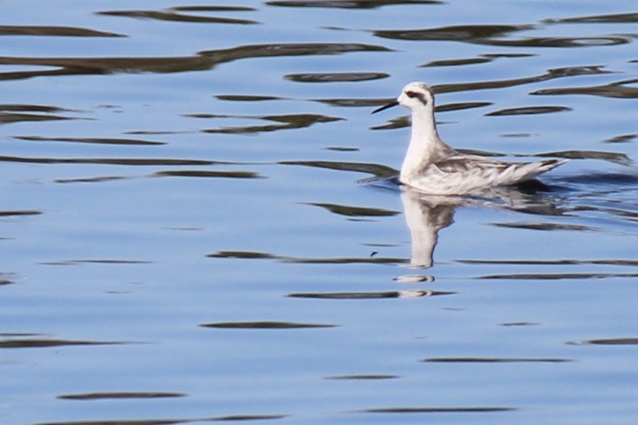 Red-necked Phalarope - ML376871271