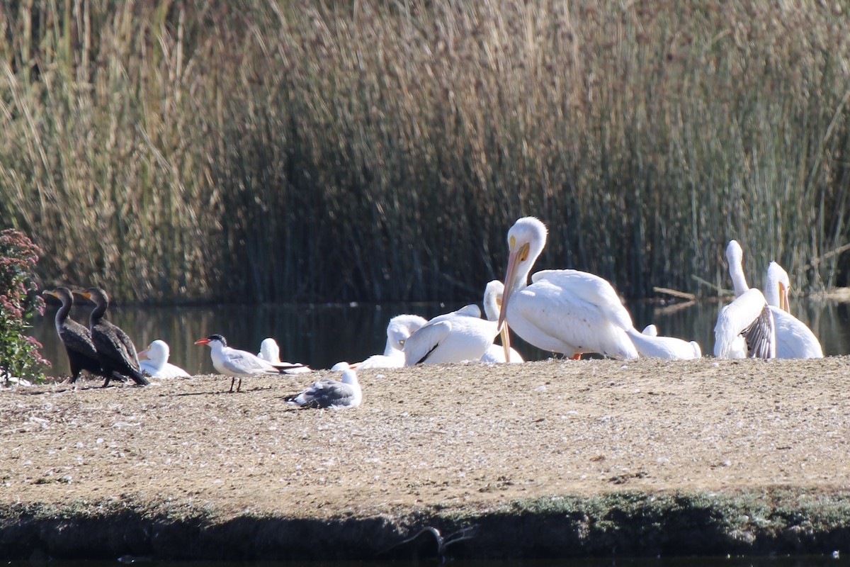 American White Pelican - ML376871491