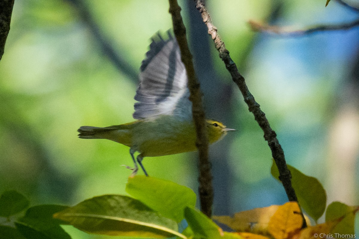 Tennessee Warbler - ML376871901