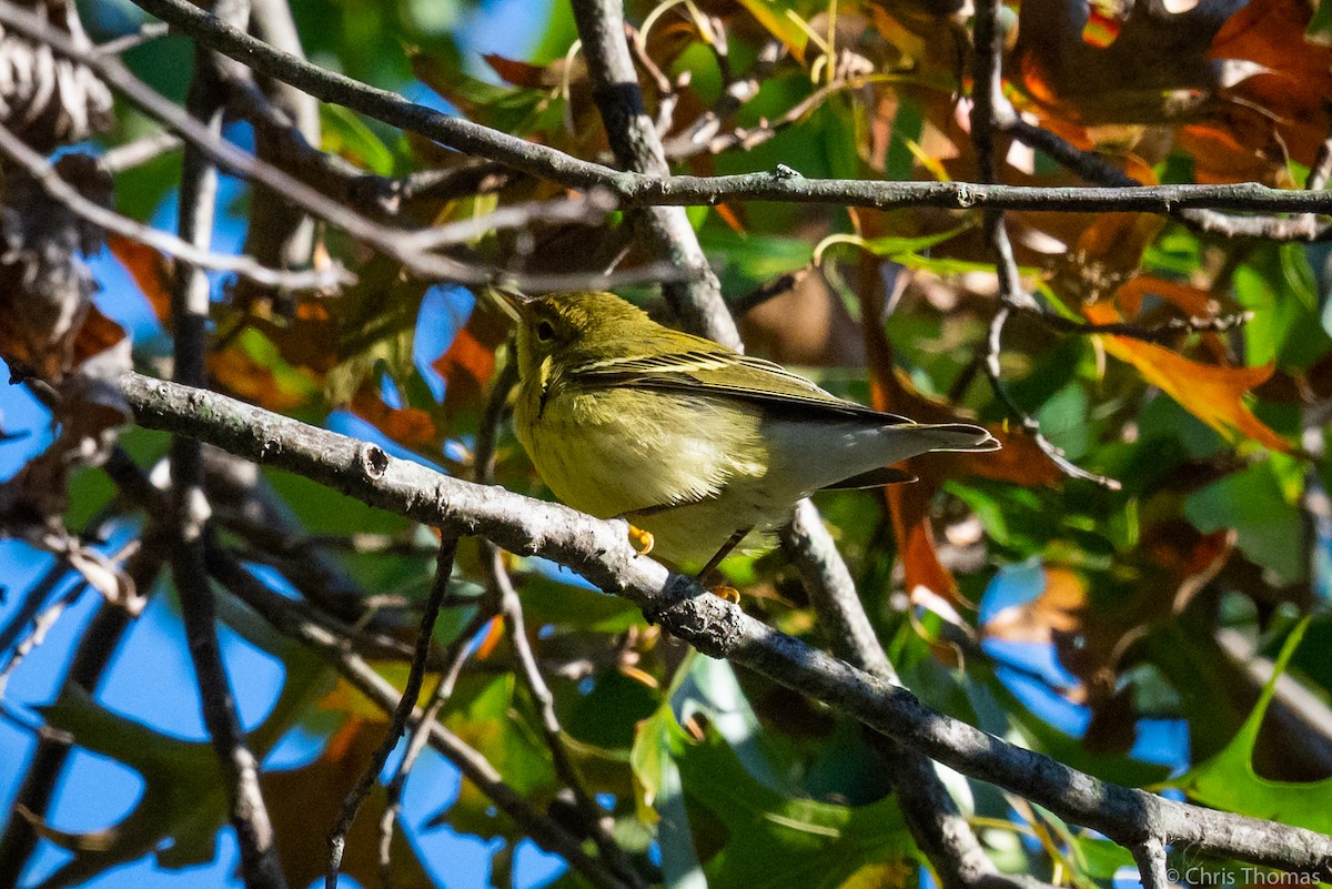 Blackpoll Warbler - Chris Thomas