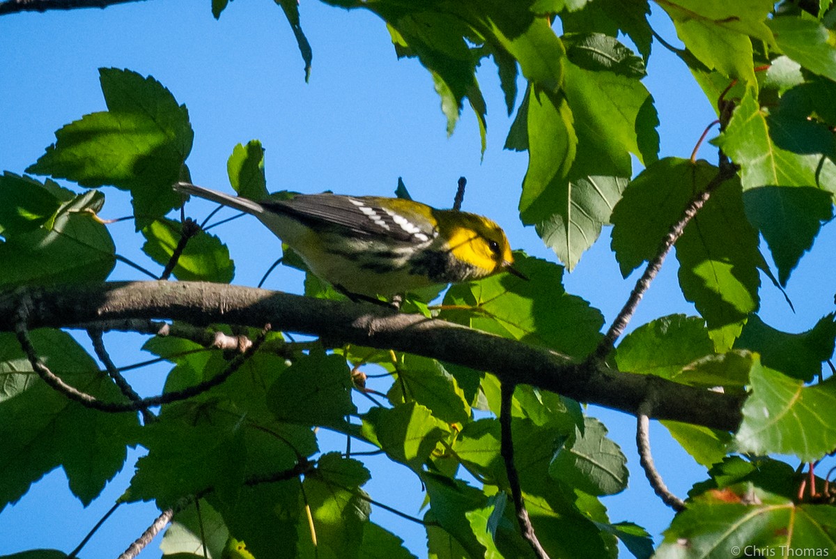 Black-throated Green Warbler - ML376872011