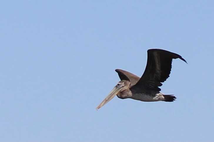 Brown Pelican - ML376872071