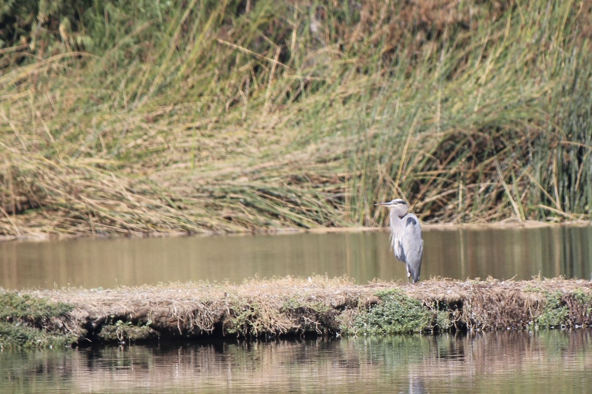 Great Blue Heron - ML376872741