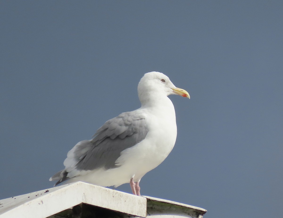 Larus sp. - ML376873271