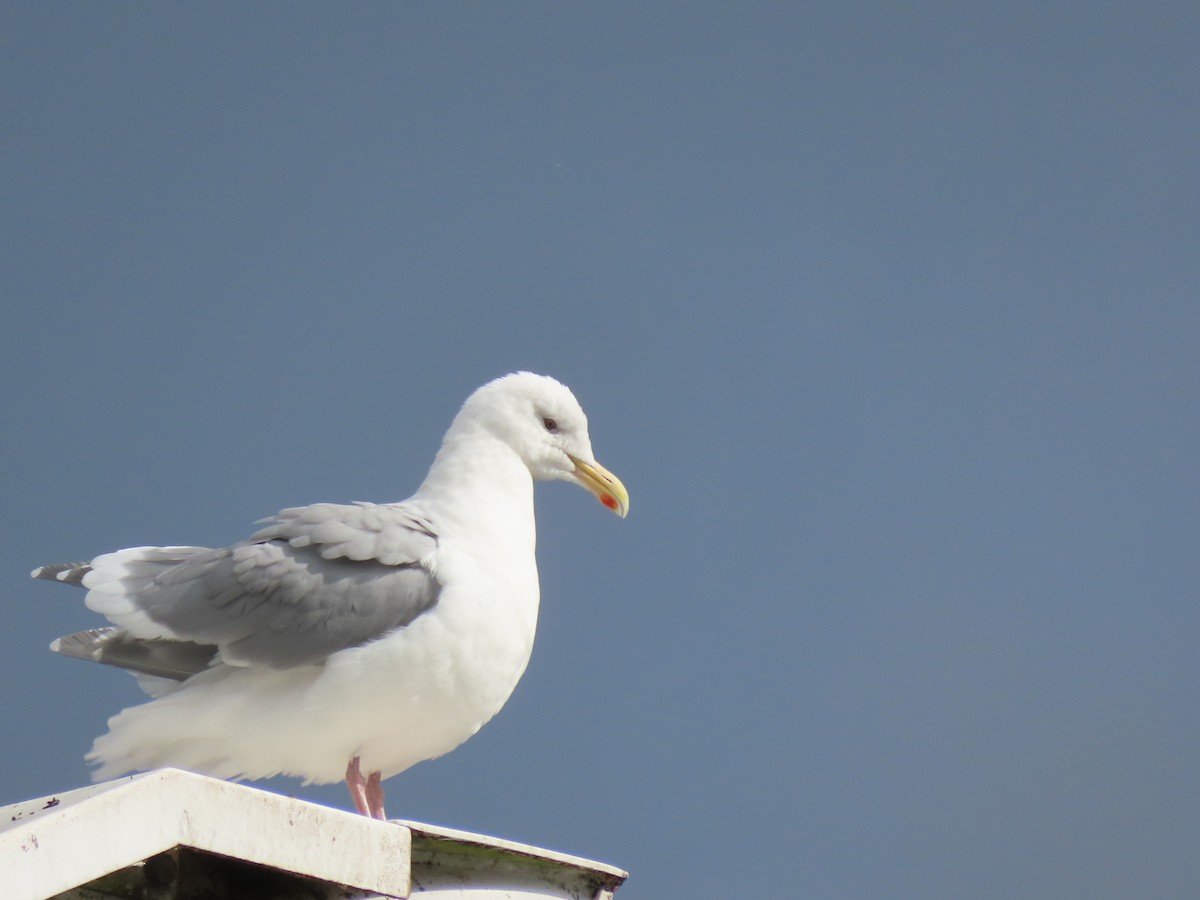 Larus sp. - ML376873281