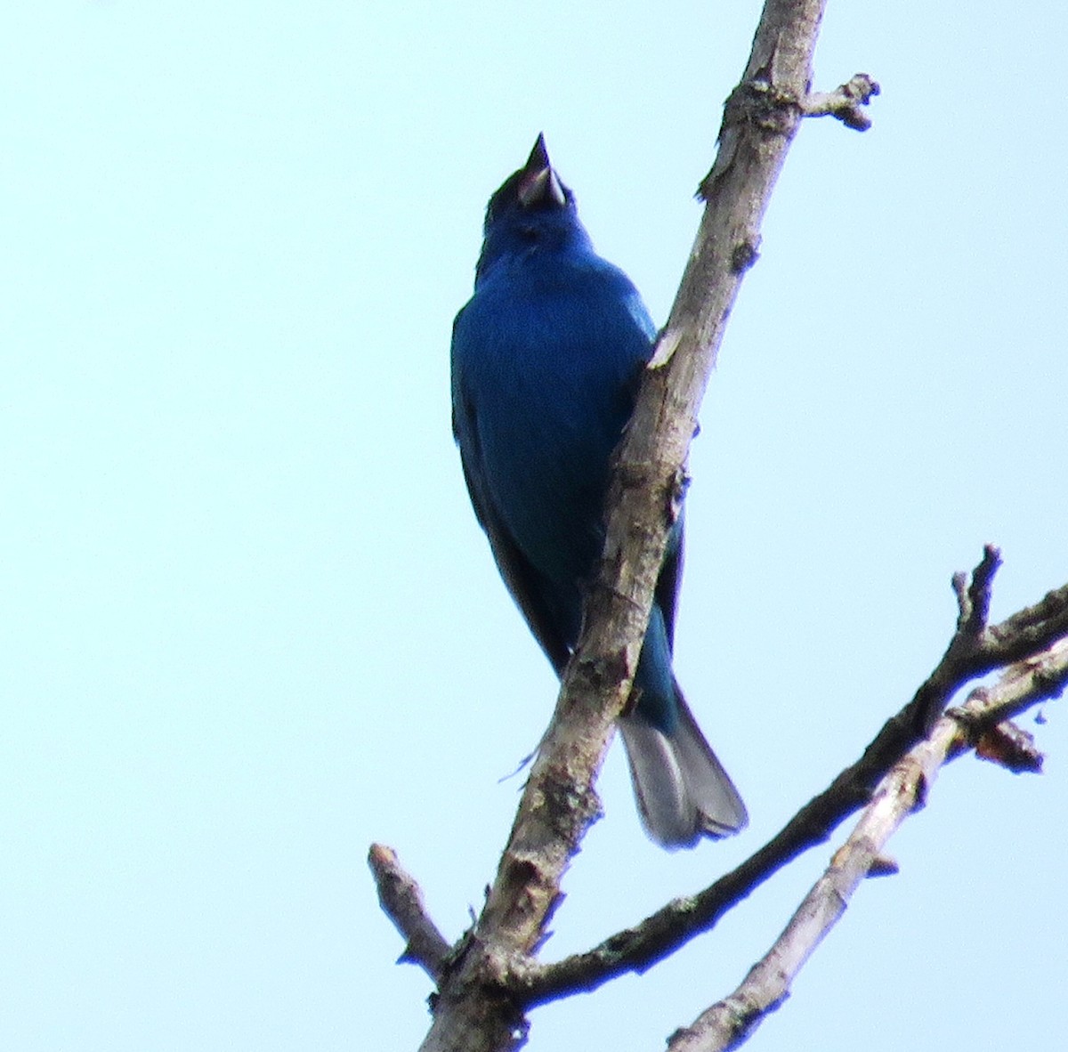 Indigo Bunting - ML37687401