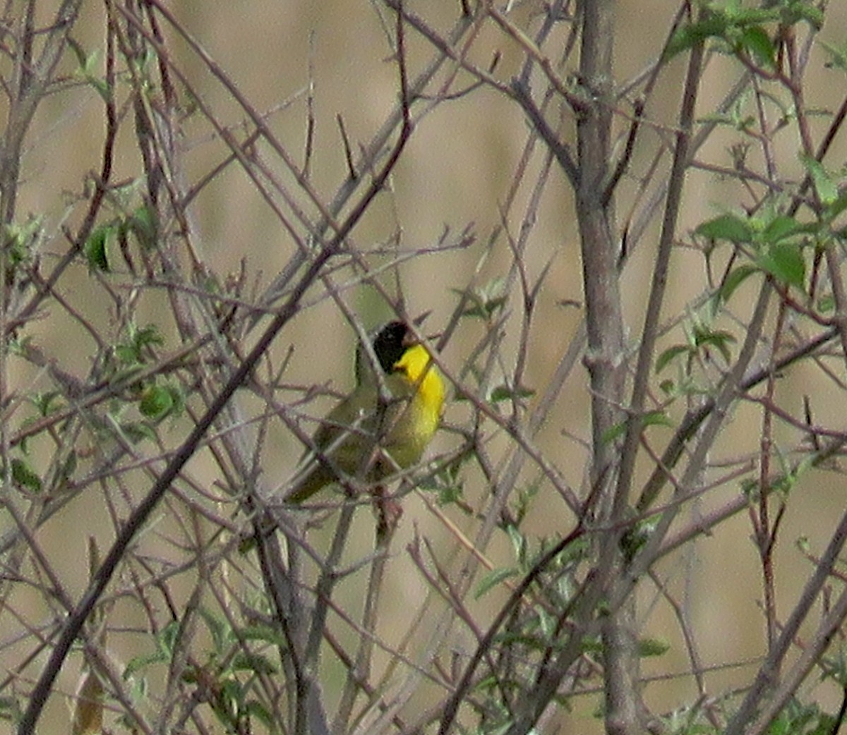 Common Yellowthroat - ML37687481