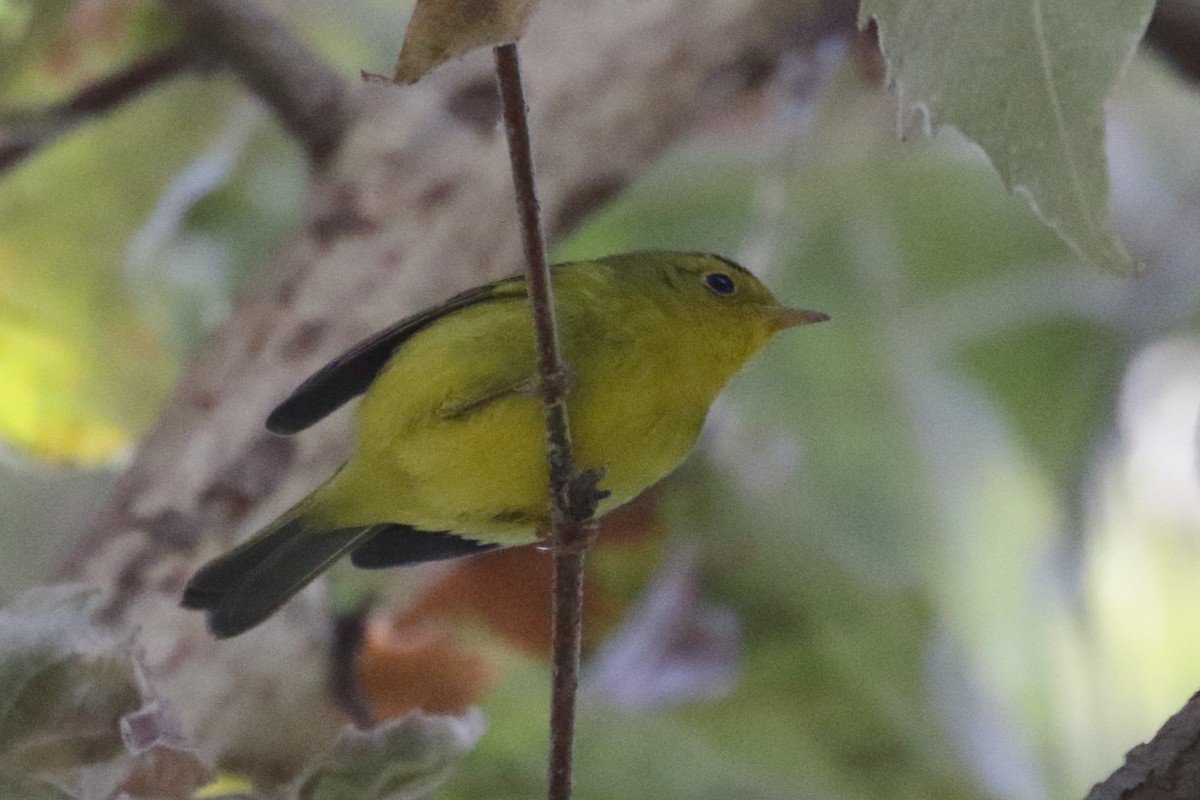 Wilson's Warbler - Linda Pittman