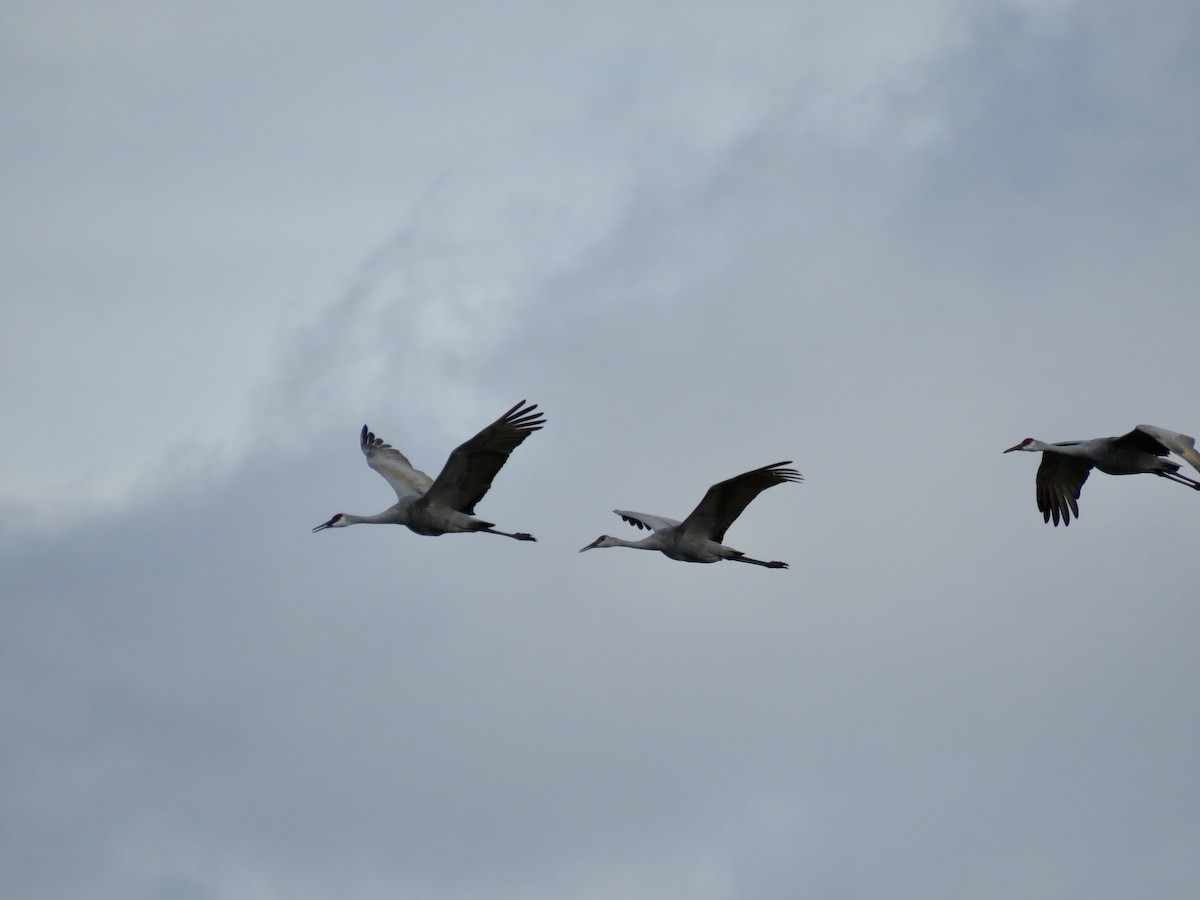 Sandhill Crane - ML376877741